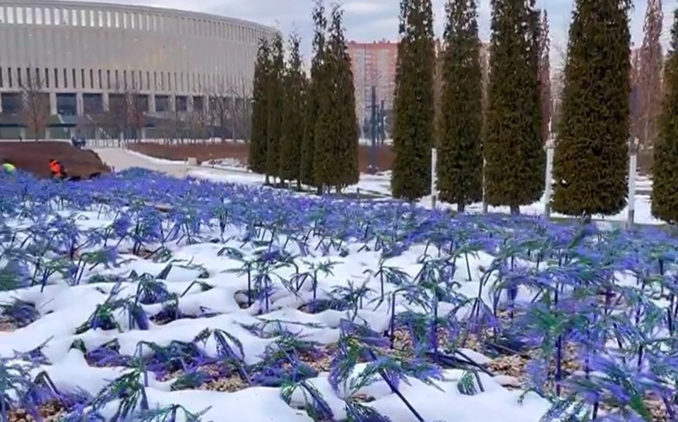 Сотрудники восстанавливают пострадавший шалфей Фото: instagram.com/park_galitskogo/