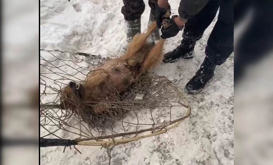 Самарских коммунальщиков обвинили в жестоком обращении с животными. Фото: скрин видео