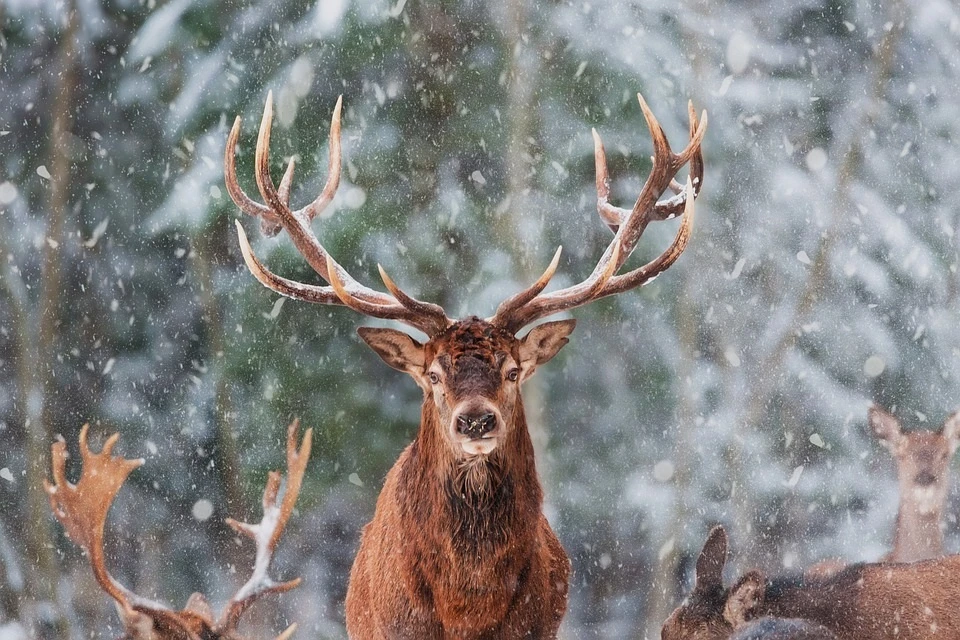 Фото: pixabay.com
