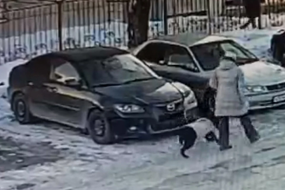 В Новосибирске собака «украла» госномер с припаркованной машины. Фото: стоп-кадр.