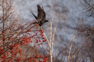 Вороньи стаи могли мигрировать из Барнаула в более лакомые места. Фото: Сергей Усик