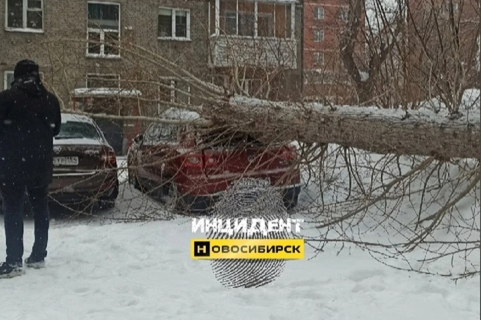 В Новосибирске спиленное дерево повредило дорогой кроссовер. Фото: "Инцидент Новосибирск".