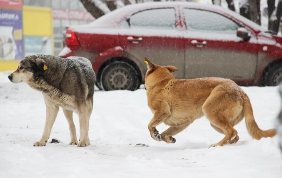 В Перми собаки из приюта не попадают обратно на улицу.