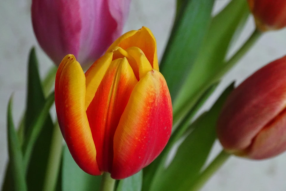 Живые цветы к весеннему празднику можно будет купить с 6 по 8 марта в Липецке