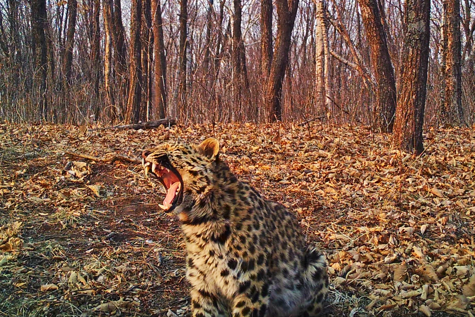 Молодая самка леопарда получила волшебное имя. Фото: ФГБУ "Земля леопарда"