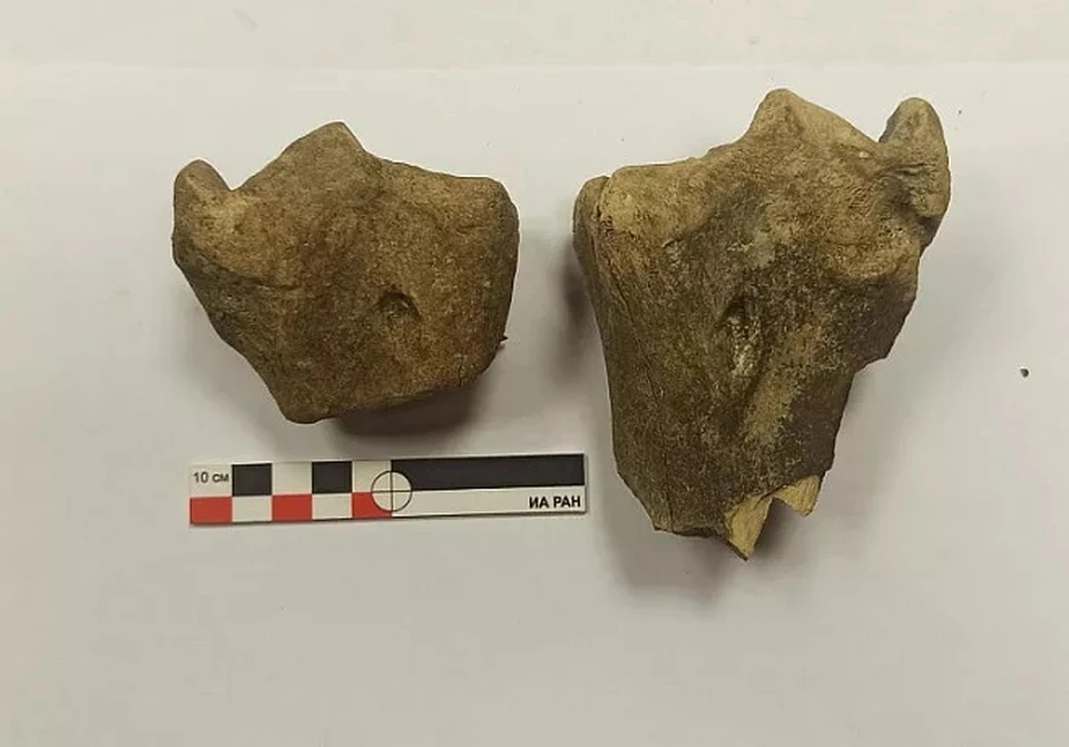 В Туле на раскопках в Кремле нашли кость верблюда, жившего в XVI веке