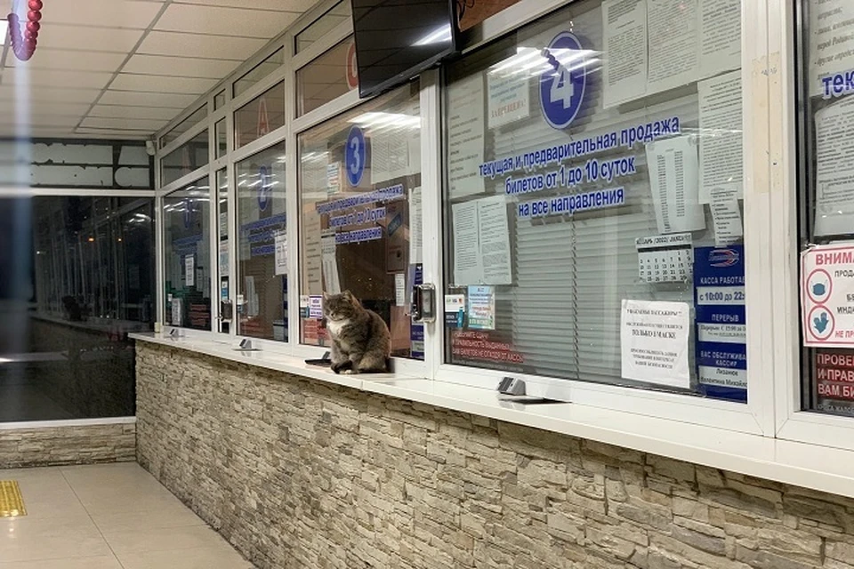 На автовокзале в Ялте не первый год "торгует билетами" пушистый кот. Фото: Константин Сергиенко/Подслушано Ялта/VK