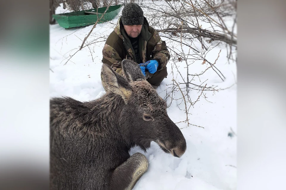 В Нижегородской области спасли семью лосей, провалившихся под лёд.