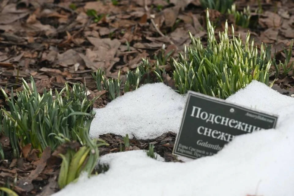 Метеорологи сообщили, что весна в столичном регионе наступила раньше срока