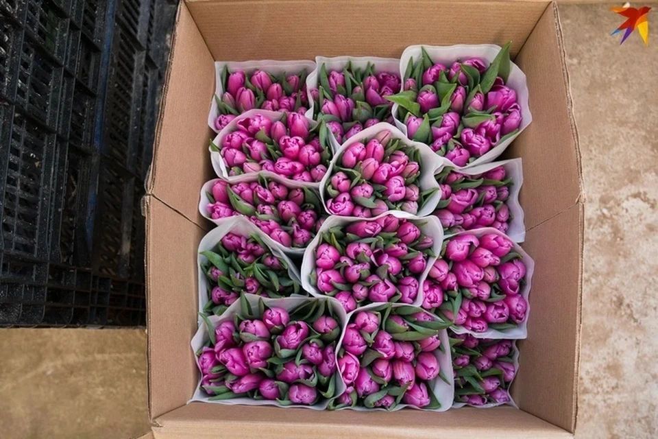 Как хранить тюльпаны перед продажей. Хранение тюльпанов. Ящики для тюльпанов срезки. Ящик для хранения тюльпанов. Тюльпаны хранение цветов.