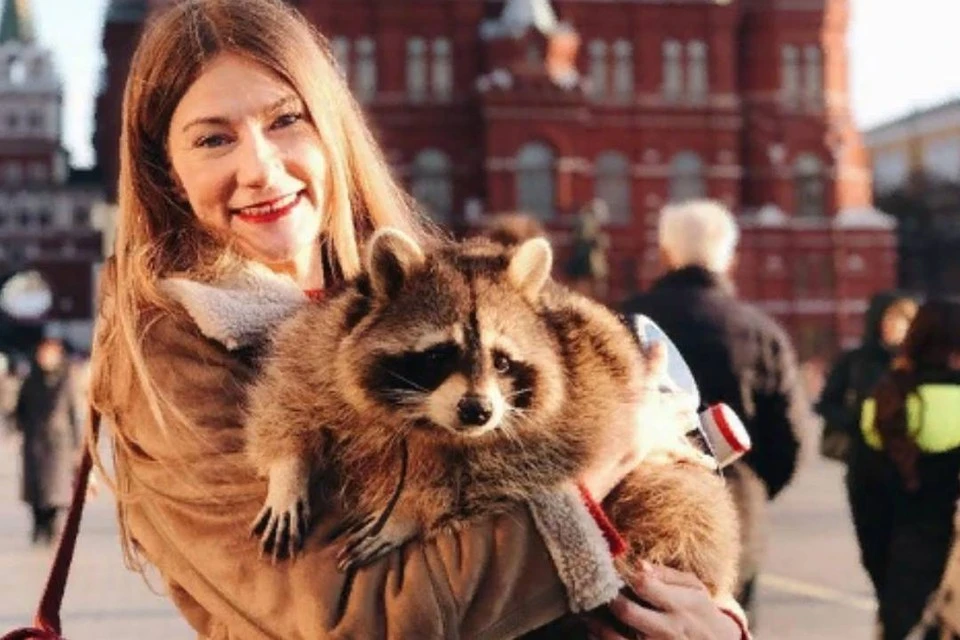 Так выглядел счастливчик енот Тема. С хозяйкой они и в Москве побывали. Фото: Елена Троскина.