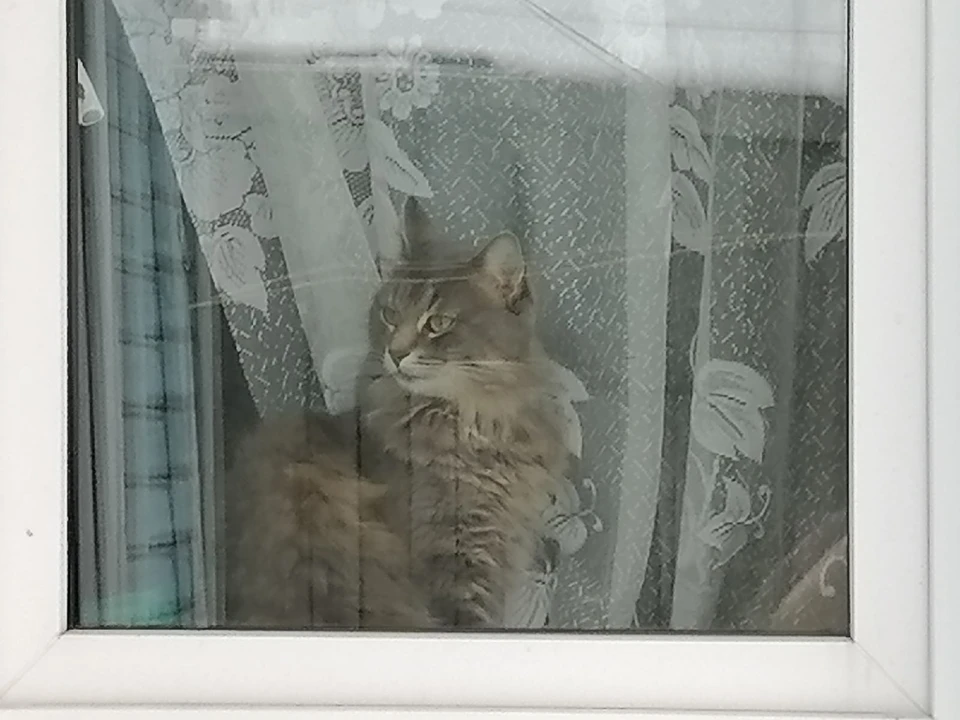 Кот забрался в чужую квартиру.