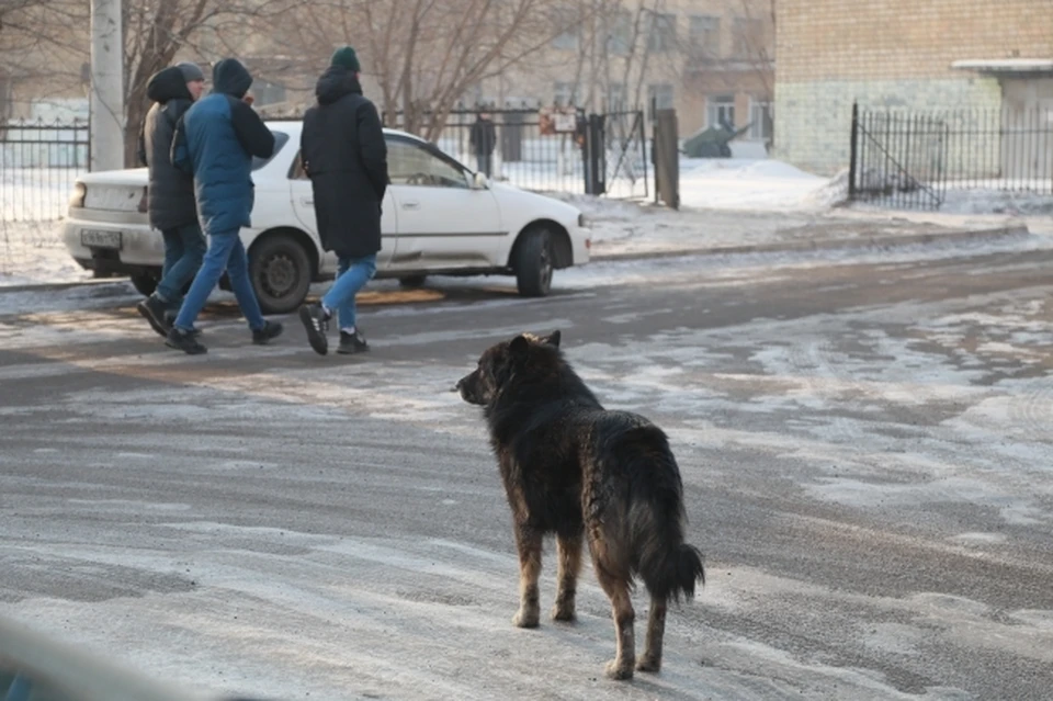 Всего на 14 марта в Оренбурге отловили 74 особи