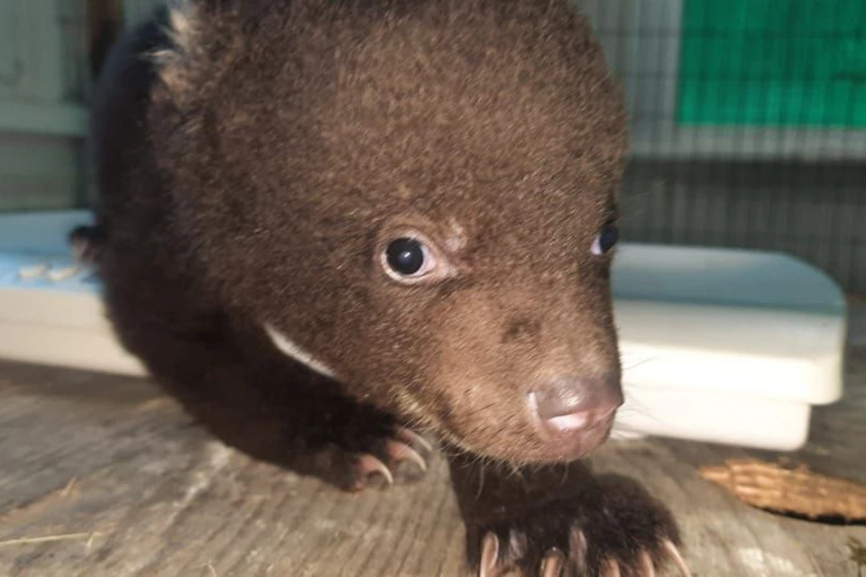 Малютку назвали Дюймовочкой. Фото: telegram.com/siberiantiger_center