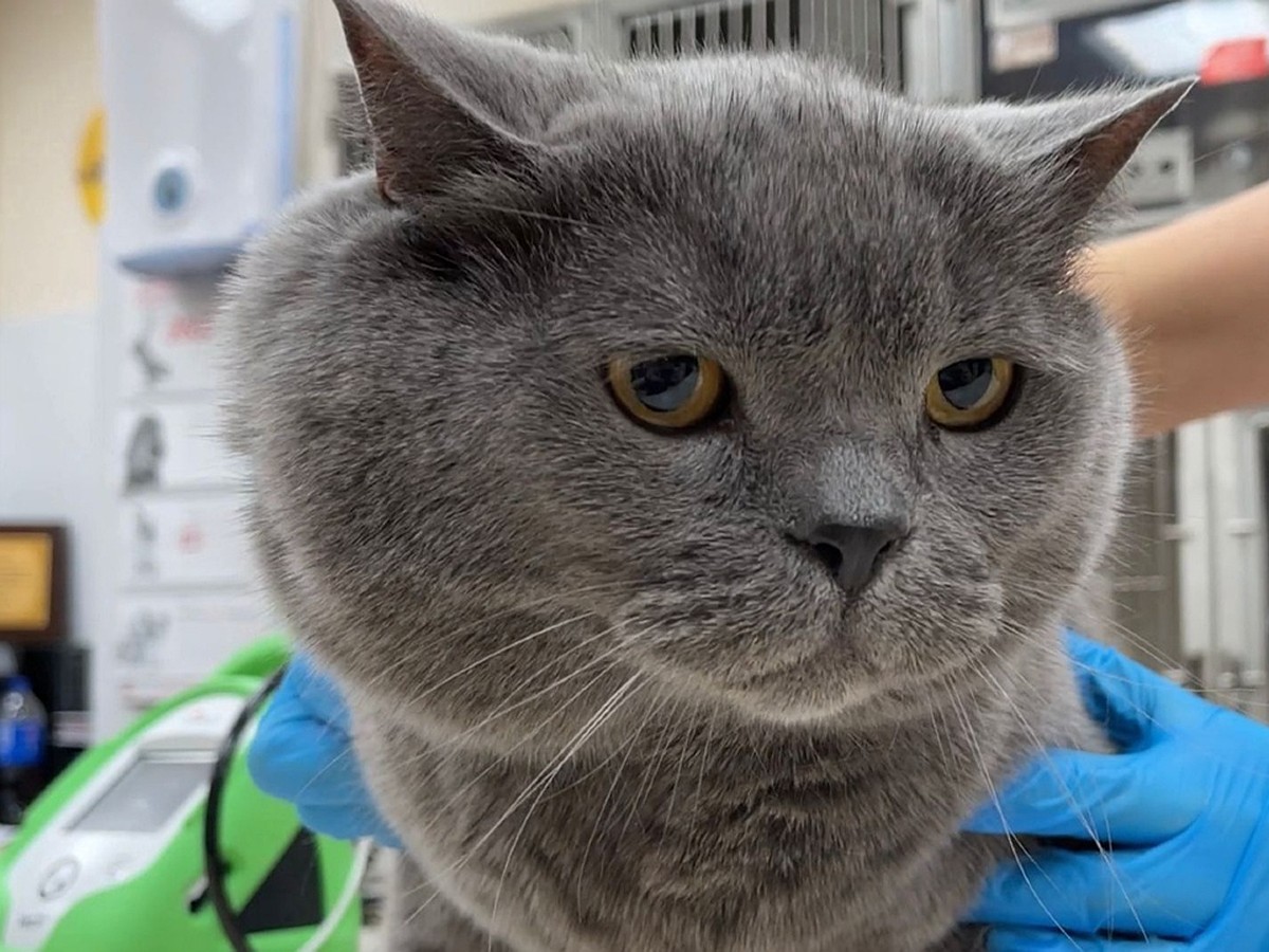 У него будто росла вторая голова»: новосибирские ветеринары спасли кота с  чудовищной опухолью на шее - KP.RU