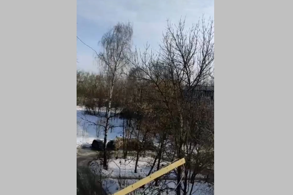 На окраине Рязани неизвестные расстреливают гнезда грачей. Фото: Наталья Минаева.