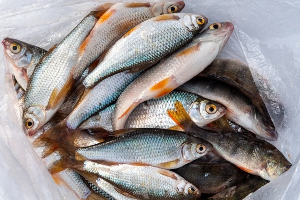Росрыболовство предложило фиксировать цены на рыбу