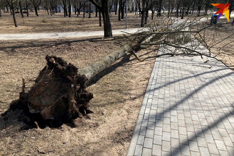 Сильный ветер валил деревья, и не только на пешеходные дорожки, но и на людей. Фото: Вадим БЕЛЯЕВ