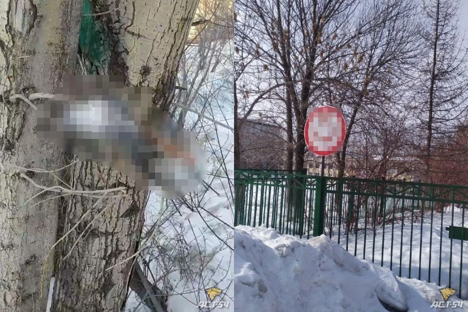 В Новосибирске снова обнаружили мертвых птиц и рисунки, сделанные кровью, рядом с ними. Фото: "АСТ-54"