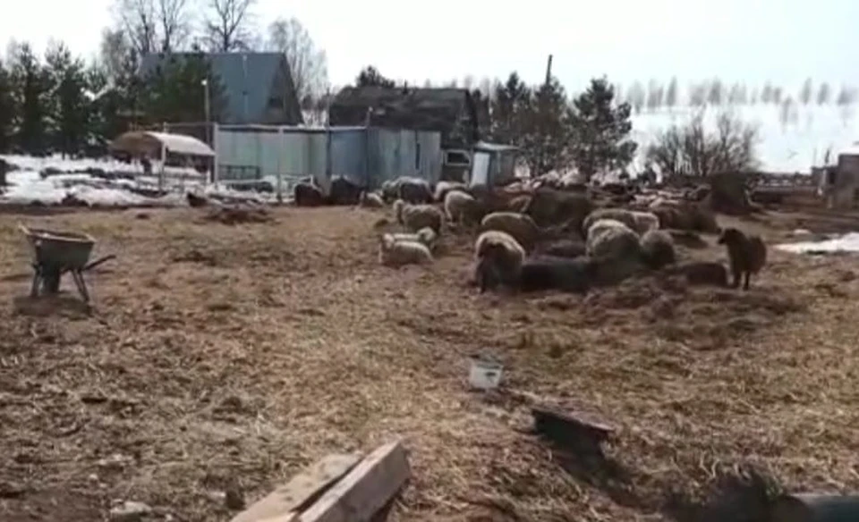 Массовое захоронение овец под Тулой: прокуратура завела дело о жестоком обращении с животными