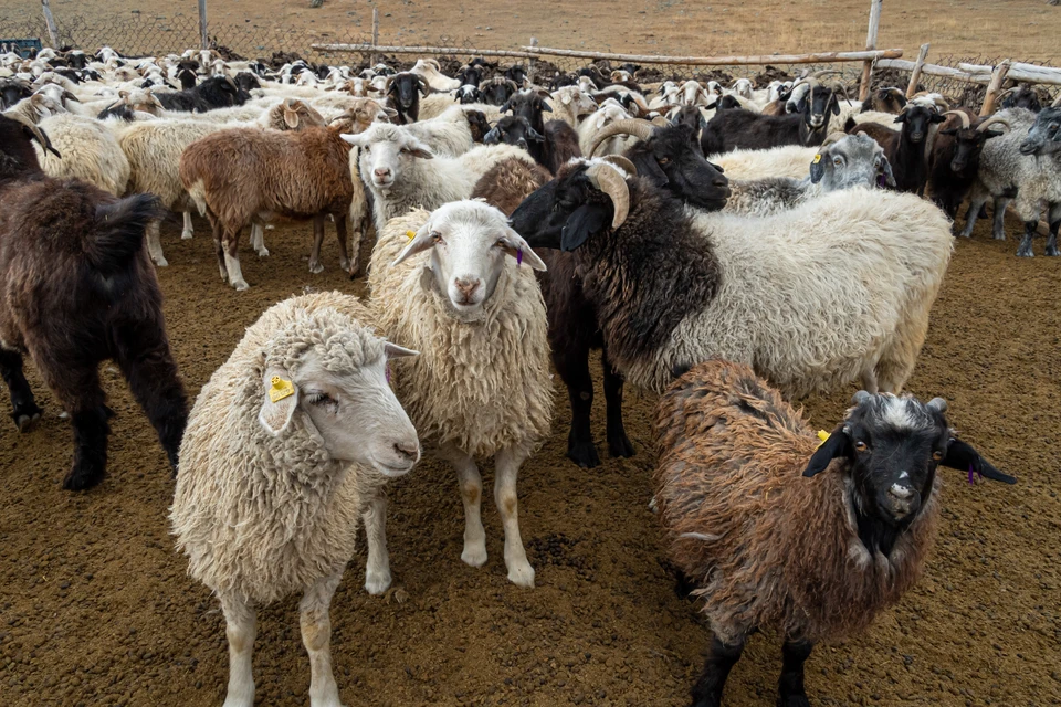 В Приморье собака загрызла стало овец на фермерском хозяйстве