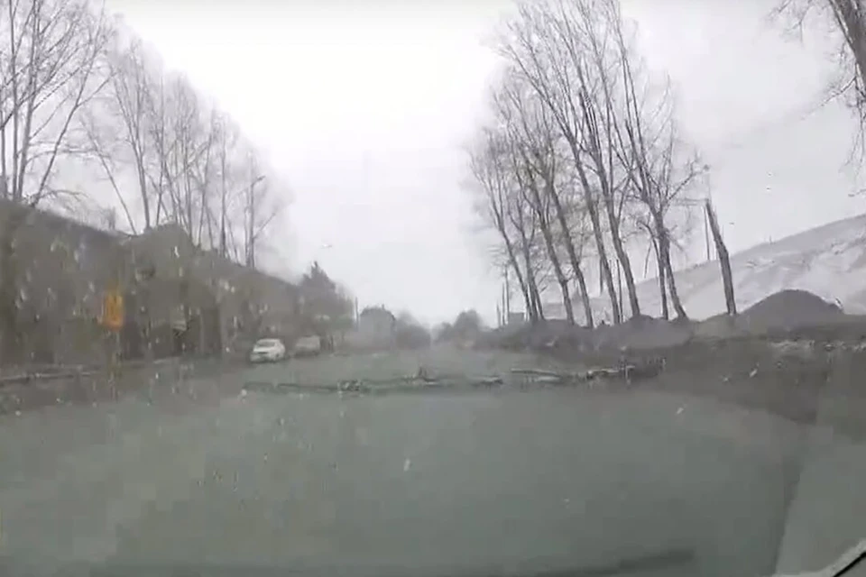 Дерево заняло половину проезжей части. Фото: кадр из видео