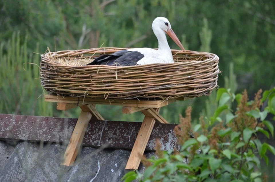 «Квартиры» для аистов: как на Брестчине спасают птицам жилье