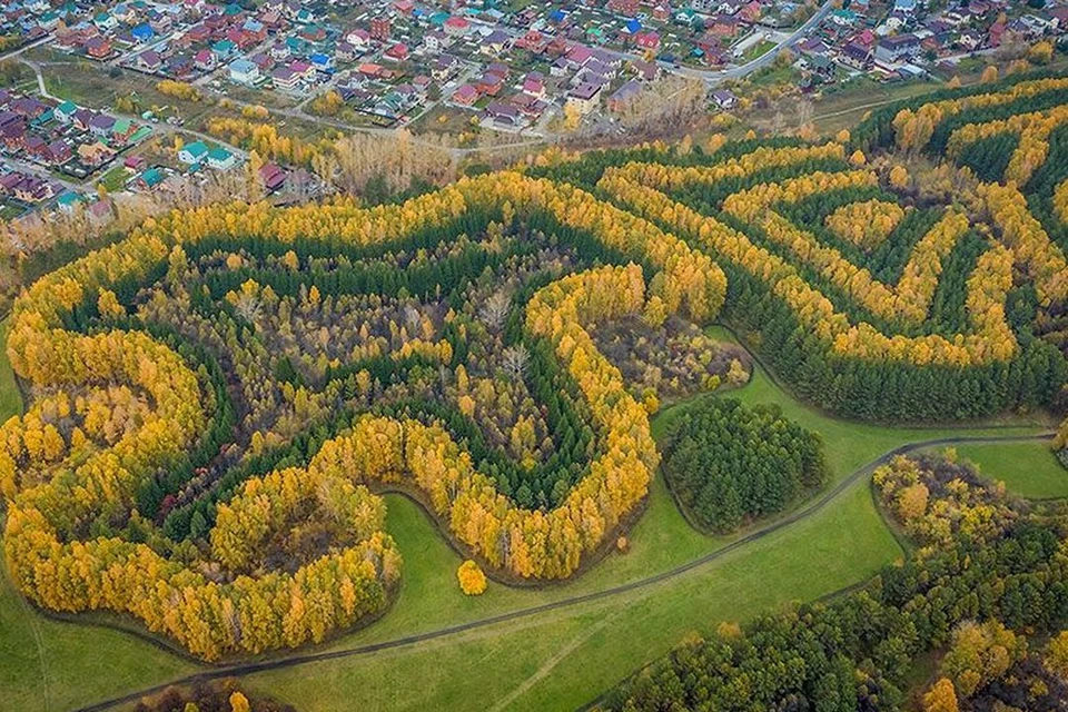 Лес нужно защищать. Фото: Александр Антощенко