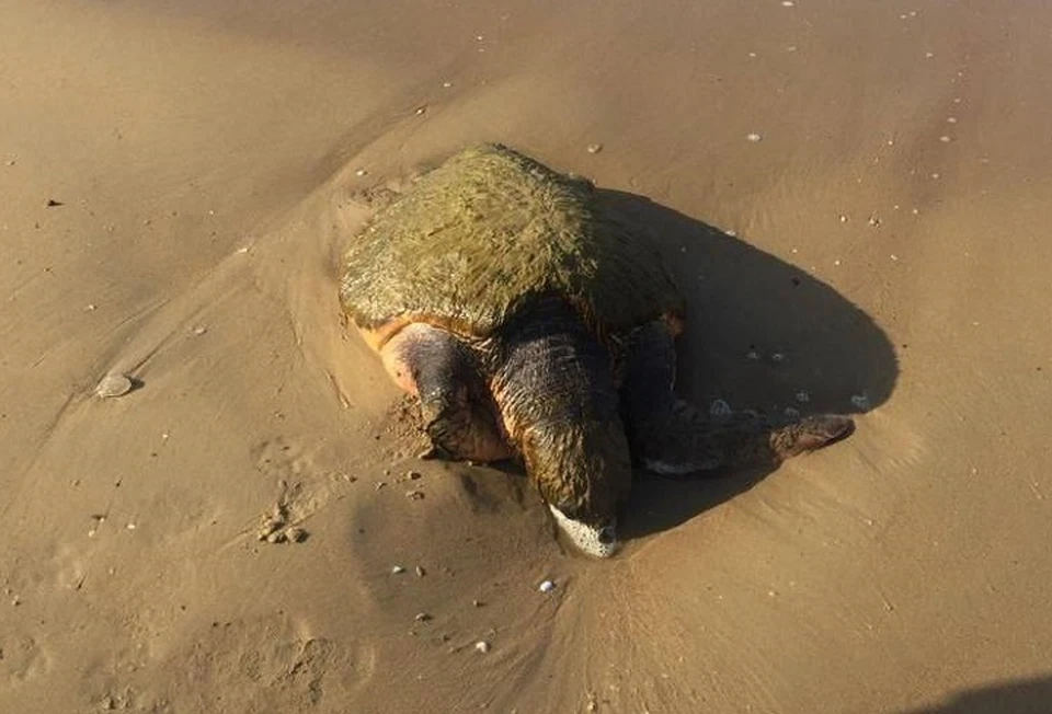 Черепахи таких размеров не водятся в Черном море. Фото: https://t.me/tipichkras