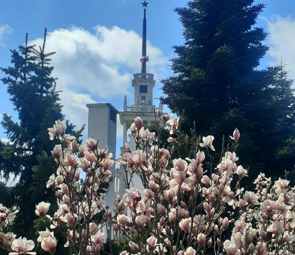 На площади Ушакова расцвела магнолия Суланжа. Фото: Анастасия Стародубская.
