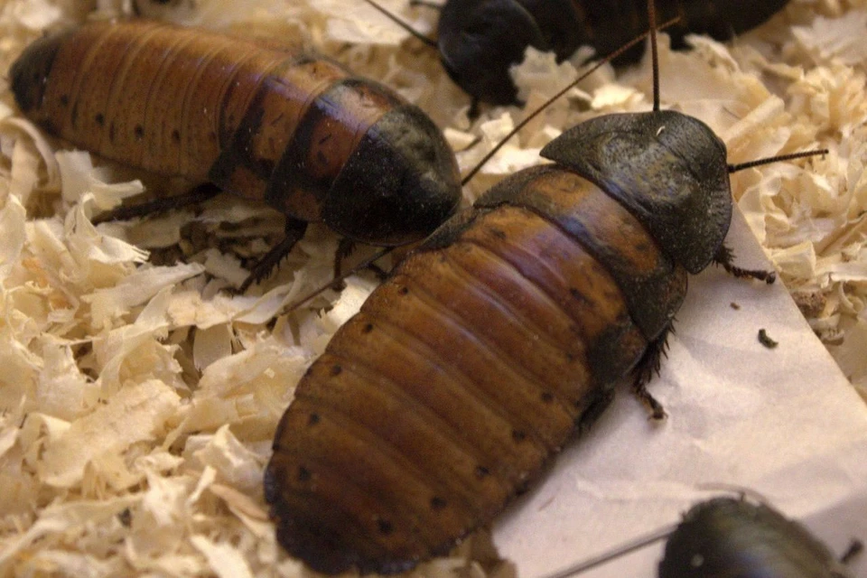 Мадагаскарские тараканы могут достигать в длину 10 см. Фото: Александр Филатов