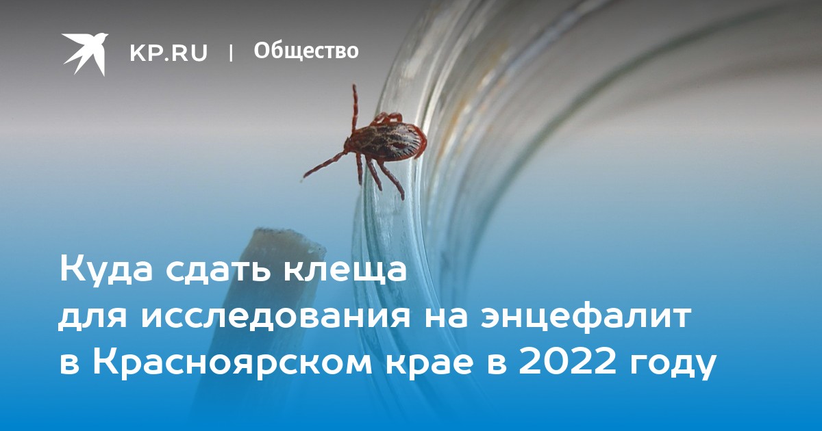 Куда сдать клеща на анализ в спб. Карта клещей в Красноярске. Где появились клёщи.