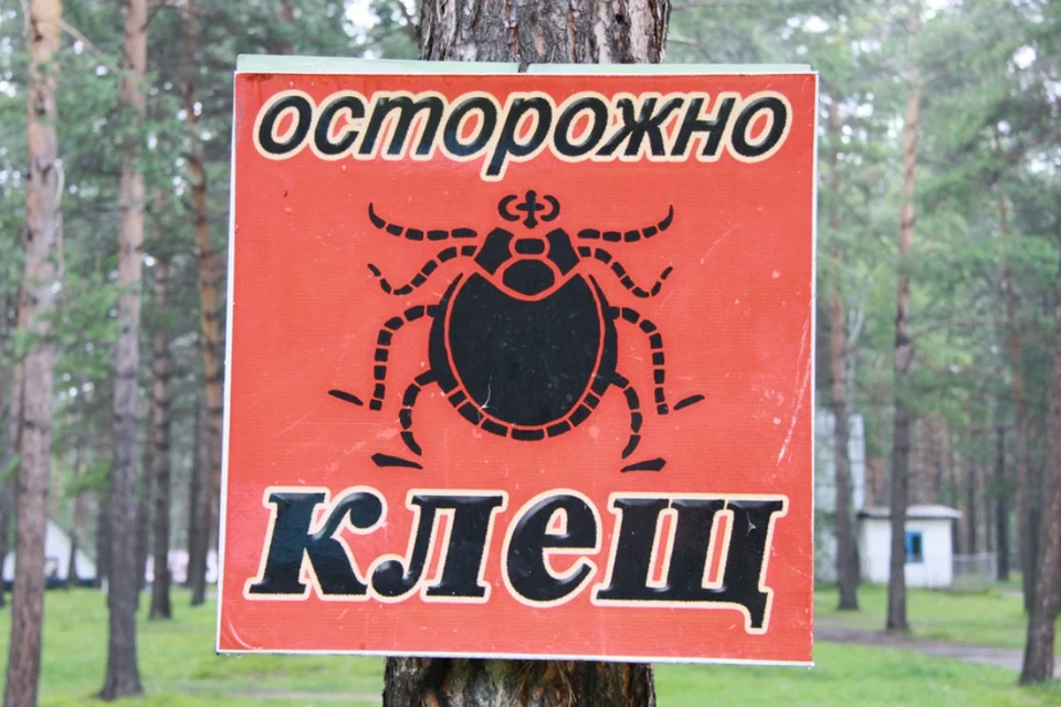 Пик активности клещей в Алтайском крае прогнозируется в мае