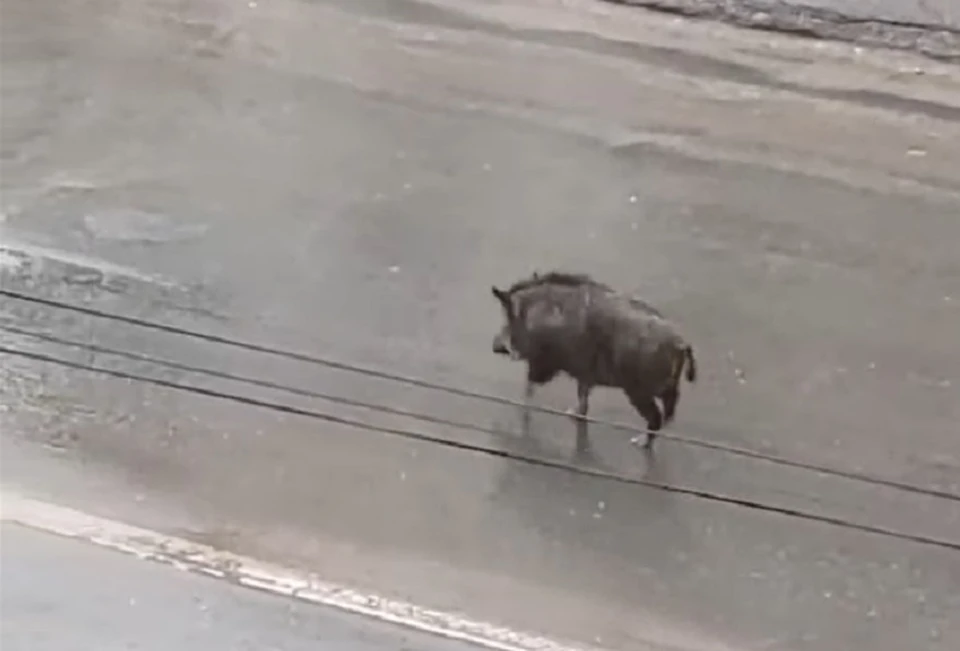 Свинья гуляла по улицам Березников. Фото: кадр видео: Антон Антошин.