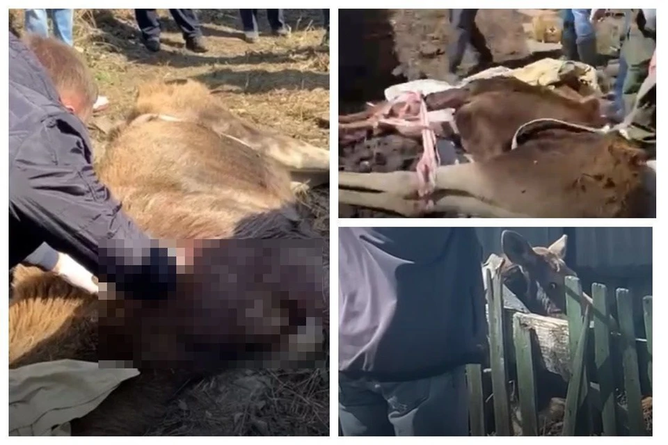 Под Новосибирском спасли раненую лосиху, спрятавшуюся во дворе частного дома. Фото: стоп-кадры.
