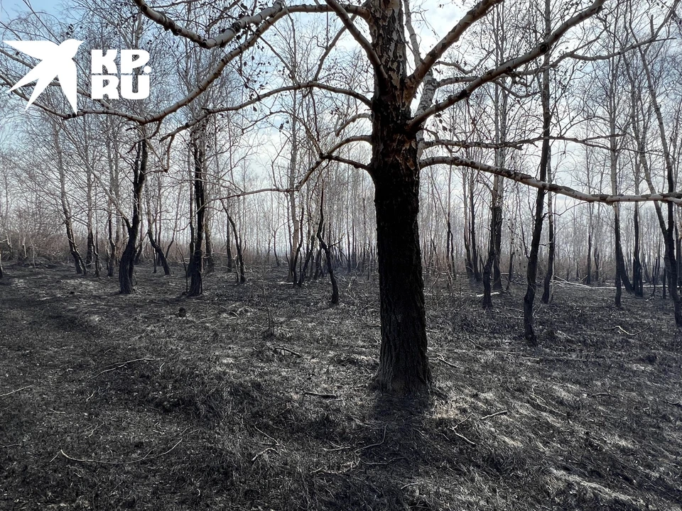 Из-за лесных и ландшафтных пожаров в Тюменской области ввели ночные дежурства