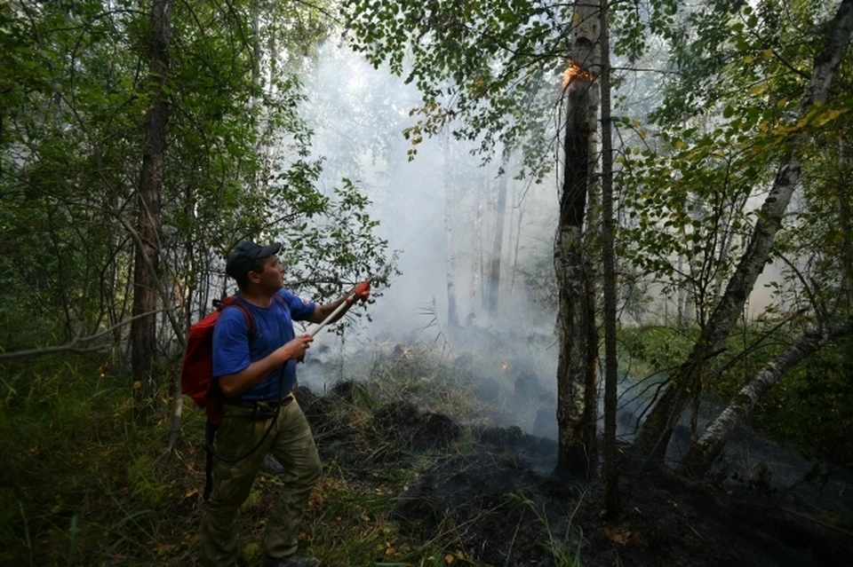 Эколог назвал причины частых лесных пожаров в России