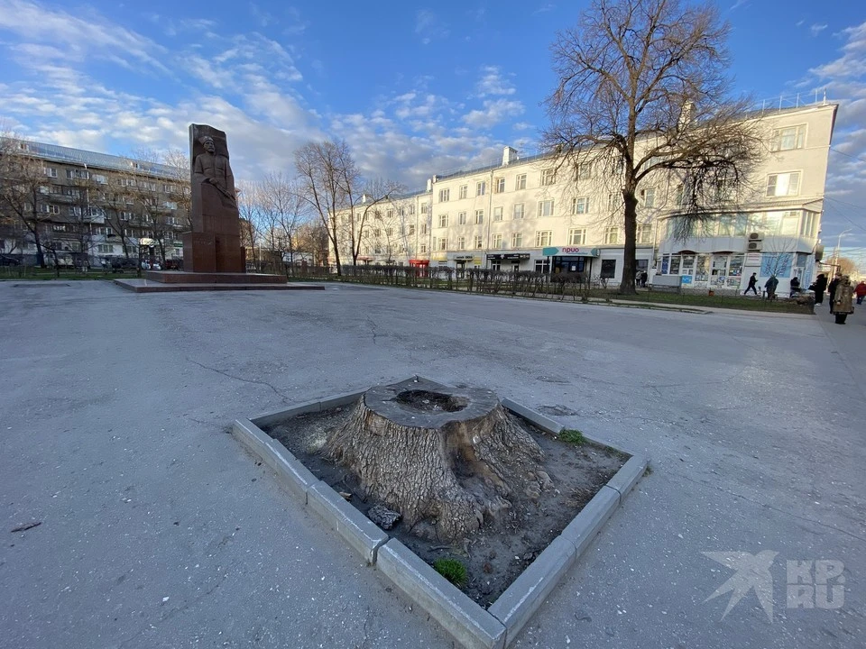 После публикации в «КП-Рязань» мэрии поручили пересчитать пни в центре города.