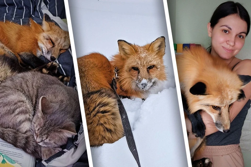 У Элины живут два лиса, кошка и два кота. Фото: предоставлено героиней публикации.