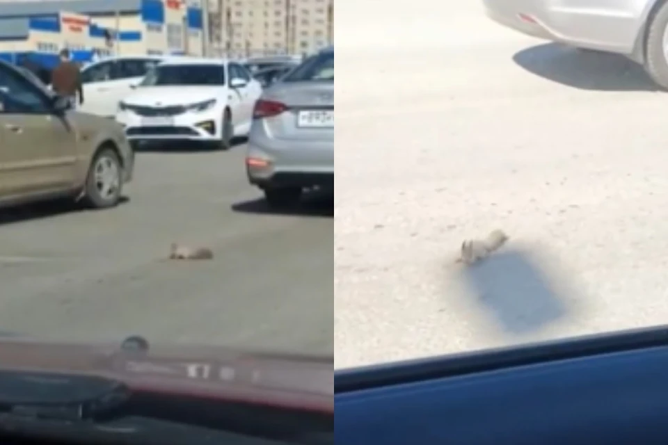 Маленький бельчонок погиб под колесами автомобилей. Фото: стоп-кадры.