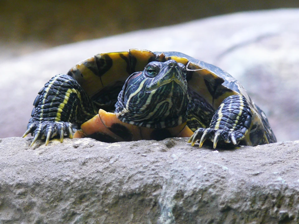 Скорее всего на Беловском водохранилище повстречали американскую красноухую черепаху.