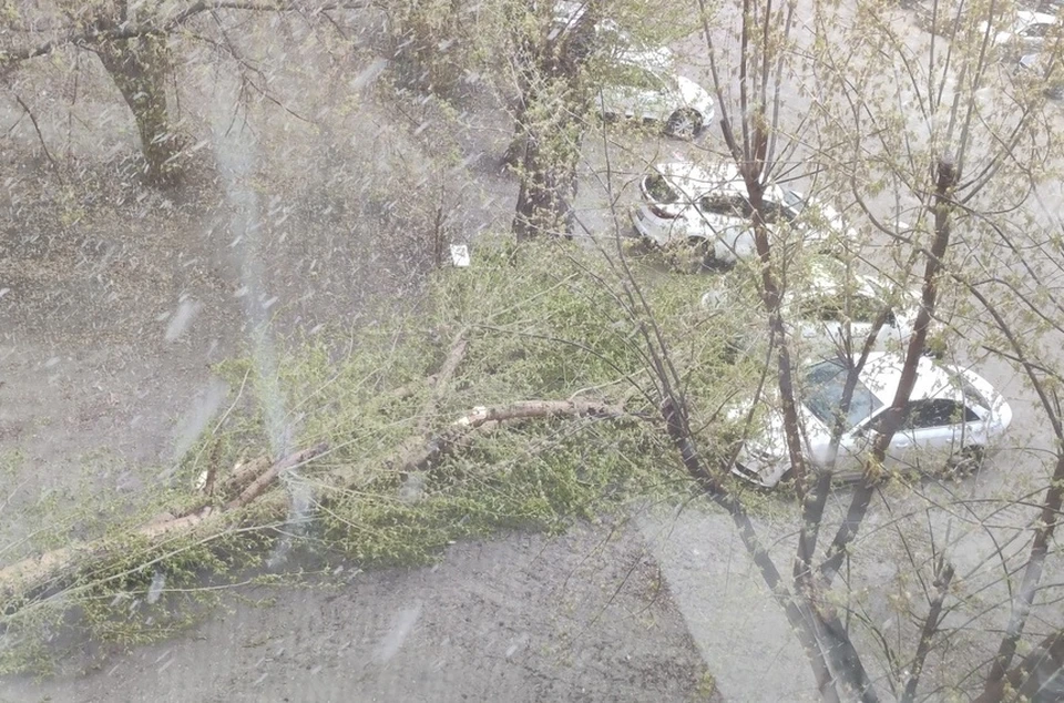 Штиль ветер упал. Сильный ветер Россия. Упало дерево в Балтийск Мечникова 2014. Ветер в городе и люди. Ветер в Липецке сегодня что унесло и сорвало.