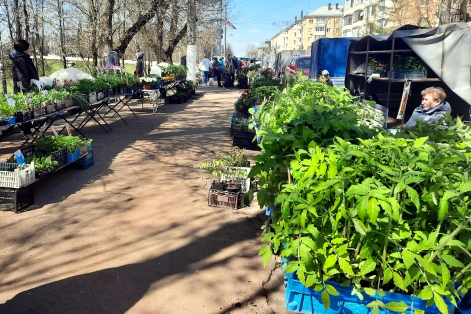 Выбор рассады, как всегда, разнообразен. Фото: администрация Твери.