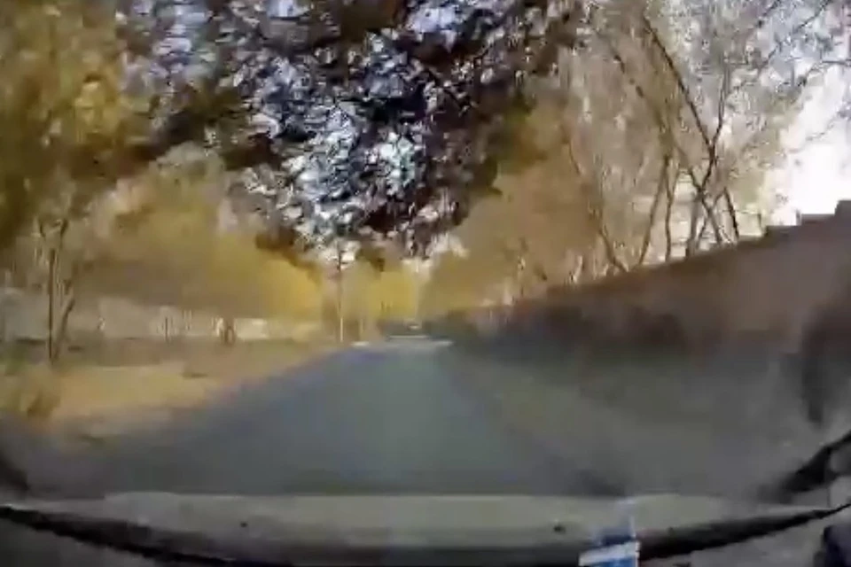 Ветви дерева ударили в лобовое стекло. Фото: кадр из видео