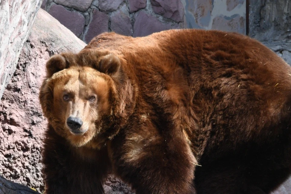Медведи проснулись и начали выходить людям в Иркутской области