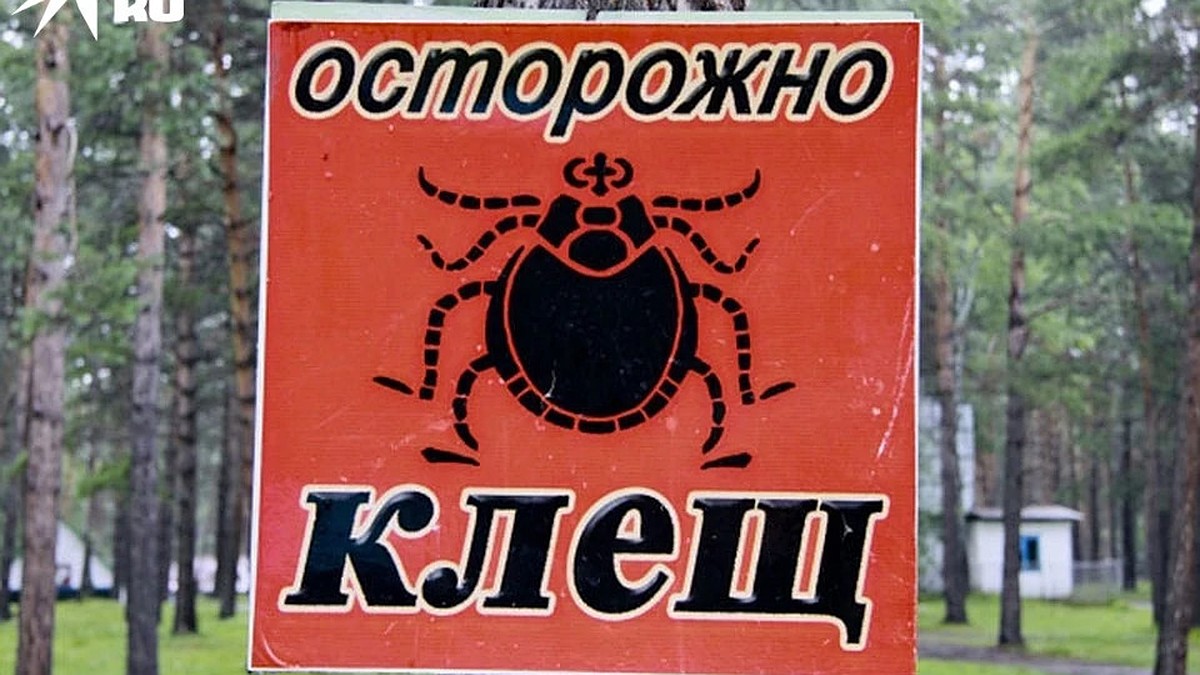 Клеща храните в холодильнике: Более 200 человек с начала сезона стали  жертвами мелких кровопийц в Тверской области - KP.RU