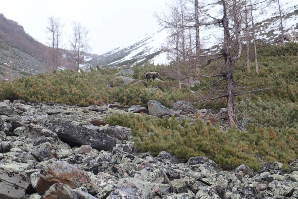 Любопытный медведь вышел к туристам. Фото: сайт Байкальского поисково-спасательного отряда МЧС России.