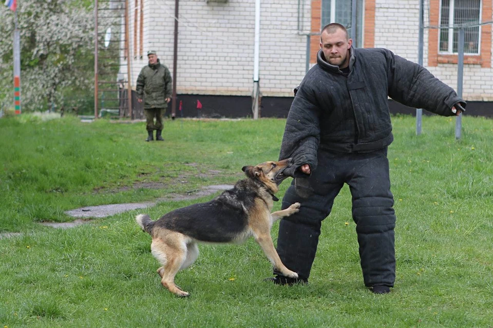 Собаки на богослужении