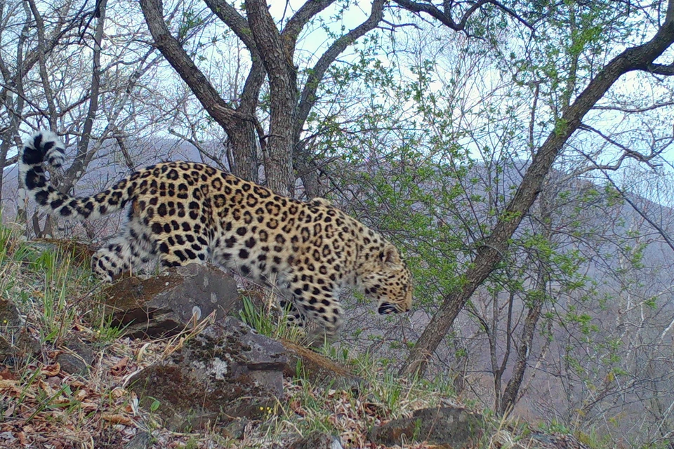 Для специалистов этот леопард – загадка. Фото: ФГБУ «Земля леопарда».