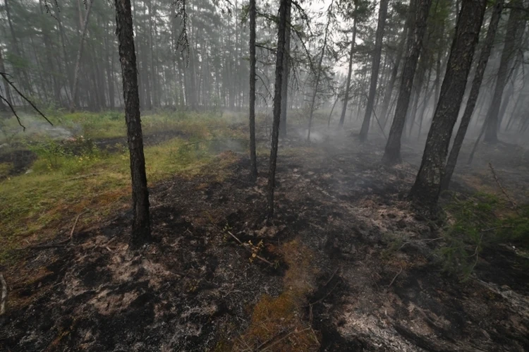 Режим повышенной готовности: в Сахалинской области ждут начала сезона лесных пожаров